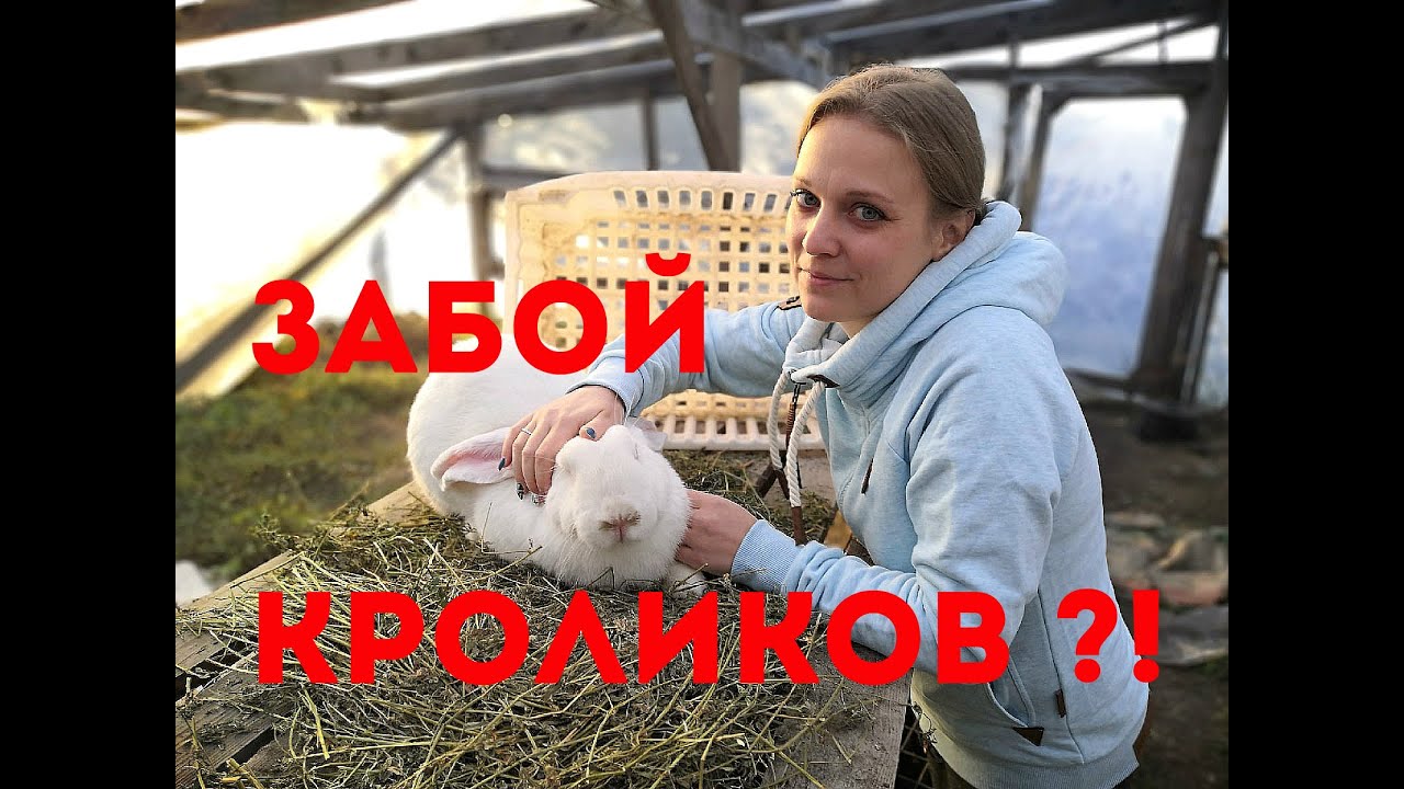 Забой кроликов?! Кролики великаны Содержание кроликов Семья в селе Дом в деревне