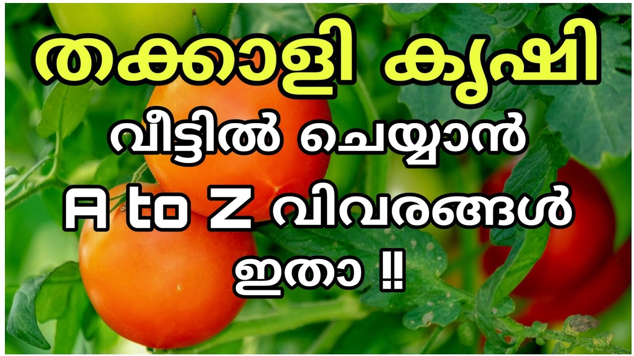 തക്കാളി കൃഷിക്ക് അറിയേണ്ടതെല്ലാം | Thakkali krishi reethi malayalam | Tomato cultivation tips kerala