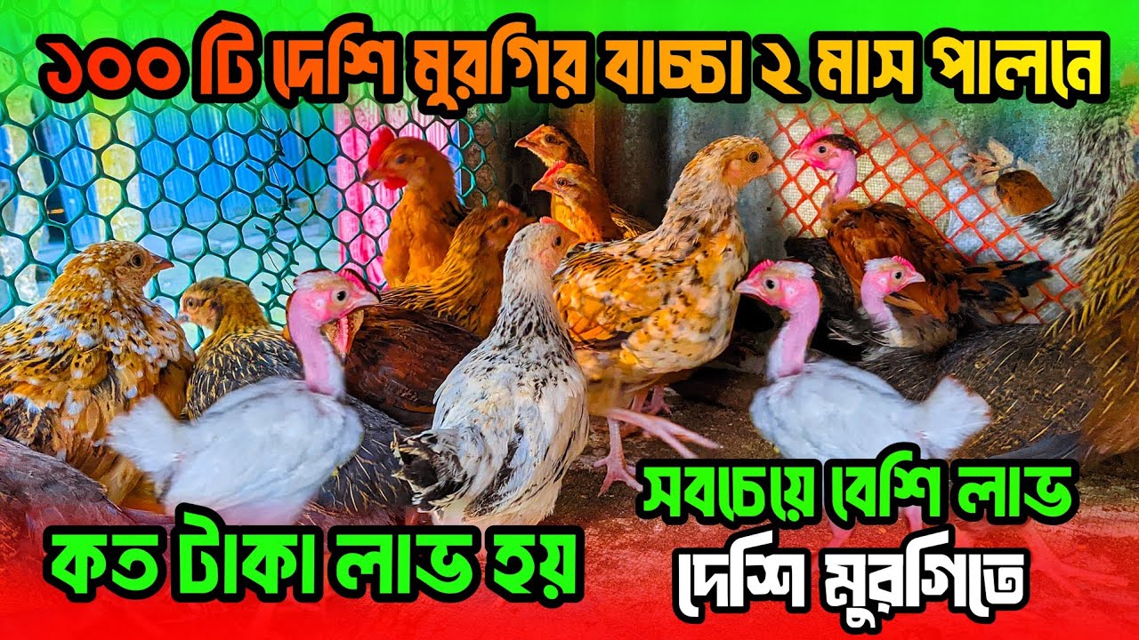১০০ টি দেশি মুরগির বাচ্চা পালনে কত টাকা লাভ হয় | দেশি মুরগির বাচ্চা পালন পদ্ধতি | দেশি মুরগি পালন