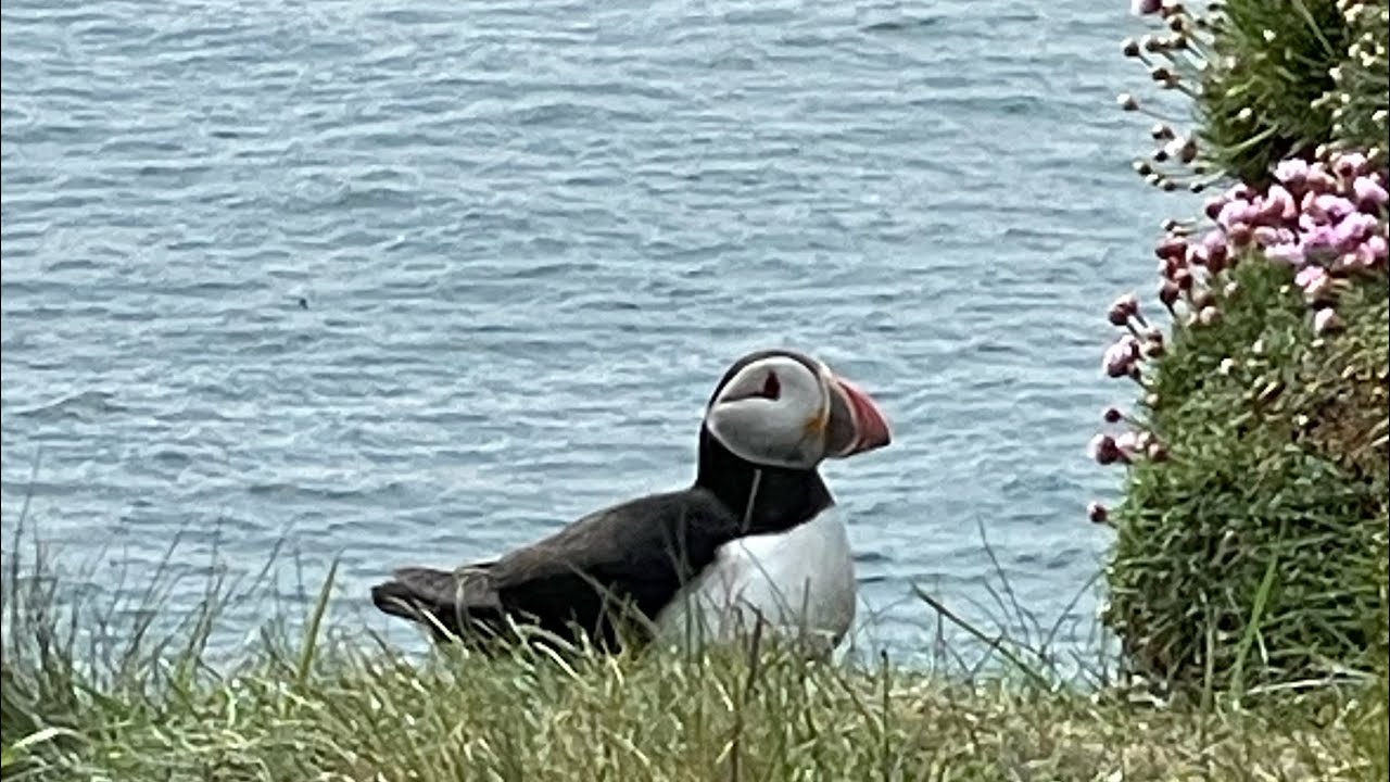 Sumburgh Head Lighthouse Hike, Shetland, Scotland |#puffin #hike #scotland
