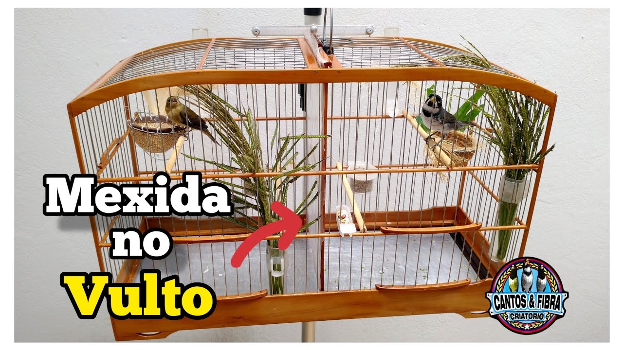 COMO ACERTAR Seu COLEIRO com ESSA MEXIDA NO VULTO : Para COLEIROS difíceis de ACERTAR