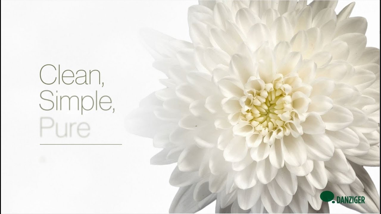 Danziger  White Chrysanthemum - We Grow Emotions