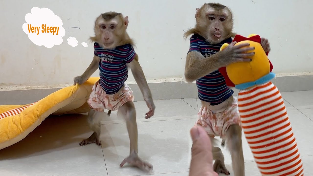 Monkey DouDou Take Pillows And Mattresses For Sleep By Himself