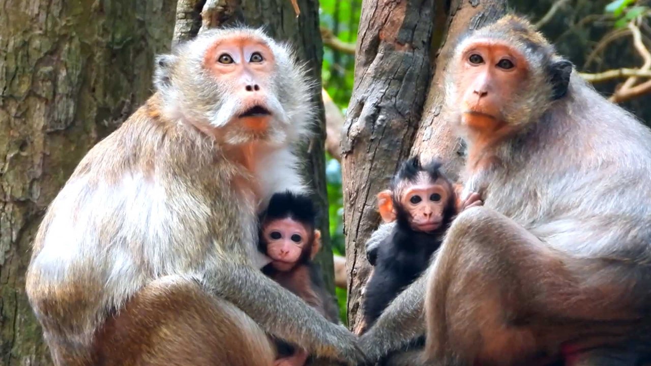 Top Sweet Family Monkey, Jinx and Blackie Share a Peaceful Break with Their Babies
