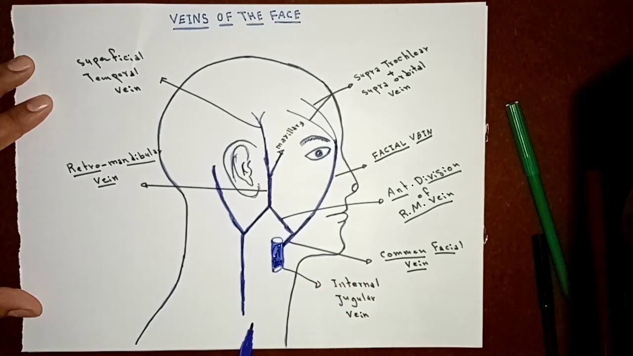 Veins of the Face By Ahmed Belhaj ✍️✍️❤️