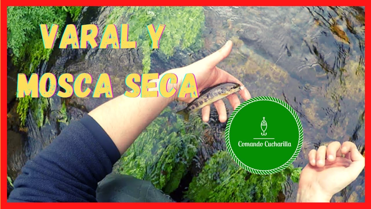 Primer día de la TEMPORADA pescando a MOSCA SECA con VARAL | Las truchas de este rio son BRUTALES!