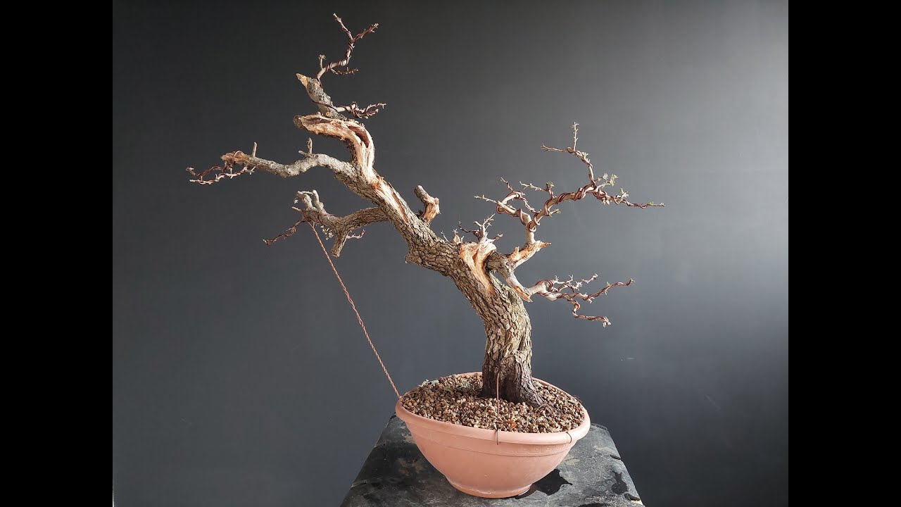 Bonsai crataegus #1. How to make Bonsai. Hawthorn Bonsai.