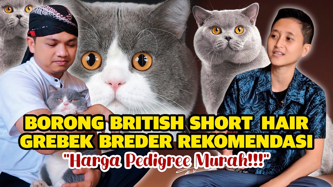 ADOPSI KUCING BRITISH SHORT HAIR, GREBEK CATTERY REKOMENDASI!! Murah dan Bagus-bagus Banget!!!