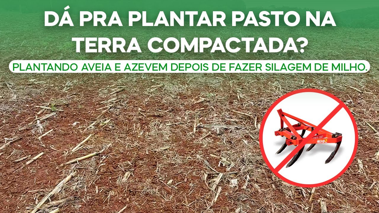 Dá pra plantar pasto na terra compactada? Plantando aveia e azevem depois de fazer silagem. (v.94)