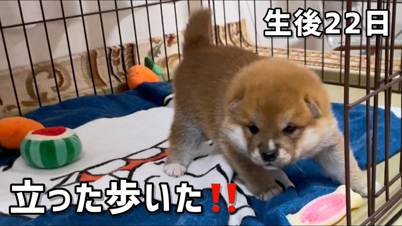 柴犬の子犬笑太郎の歩き始めが可愛いw生後22日目でこのデカさ