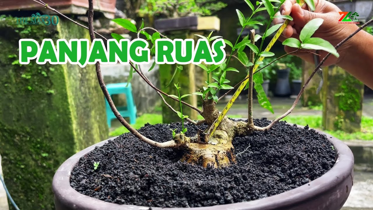 PANJANG RUAS HARUS TEPAT AGAR POHON SEMAKIN KEKAR