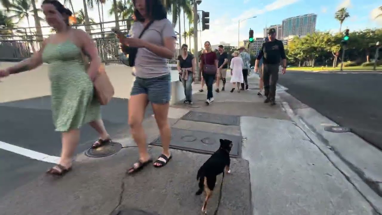 Walking Video - taking a dog for a walk in Honolulu, Hawaii in Waikiki