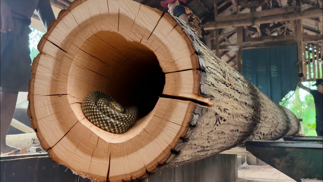 Dangerous way of sawing oak to make fishing boats inside a sawmill