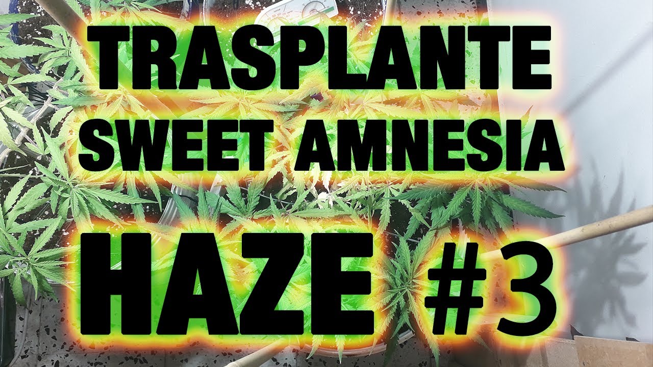 Trasplante SWEET AMNESIA HAZE n&ordm; #3 * 2&ordm; cultivo *INDOOR* 2020