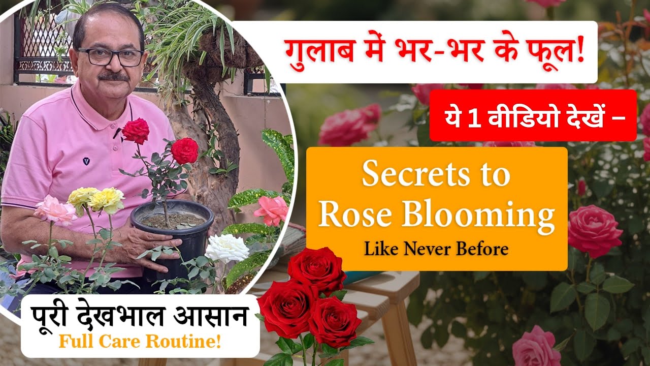 गुलाब के फूल नहीं आ रहे? पूरी देखभाल की गाइड – Boost Blooming Easily! #rose