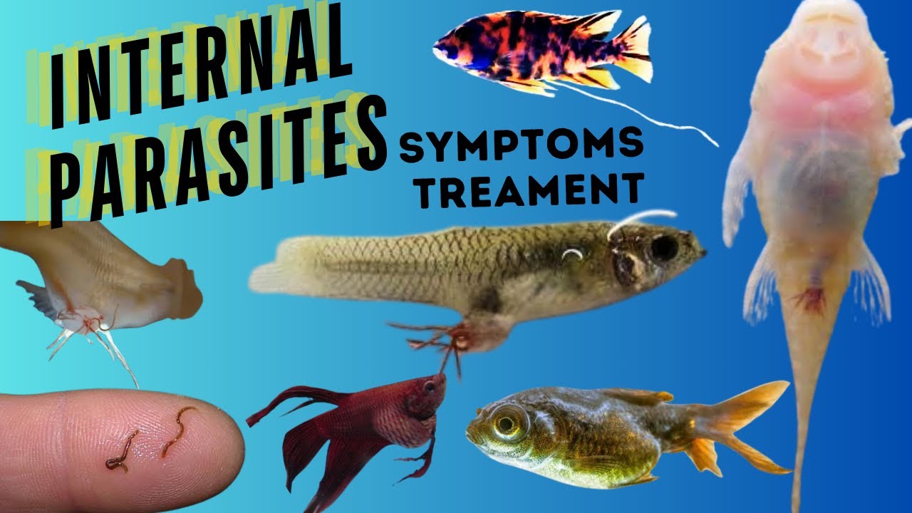 Internal parasites in Fish Treatment #internalparasitesinfishtreatment #internalparasites
