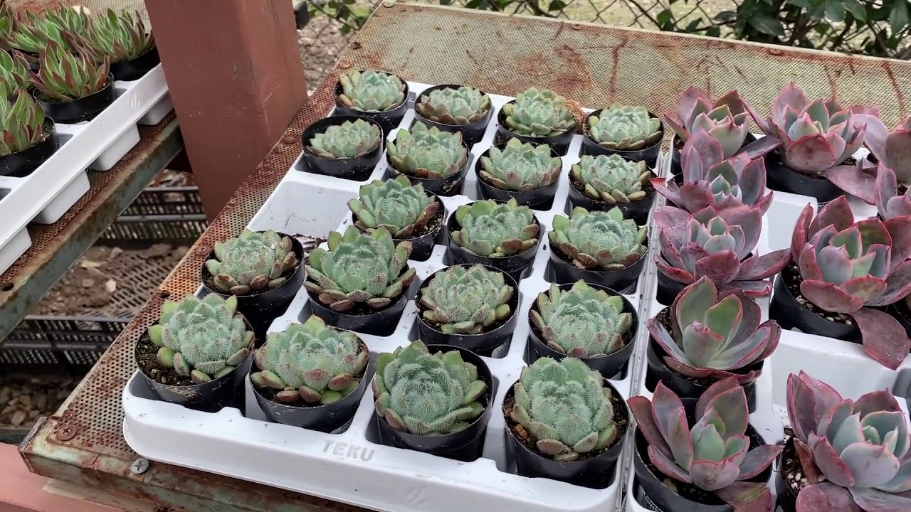 Evergreen Garden Center Walkthrough