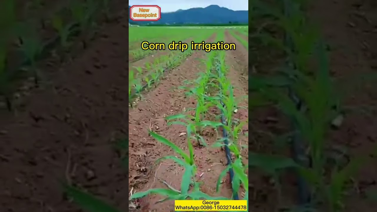 corn drip irrigation