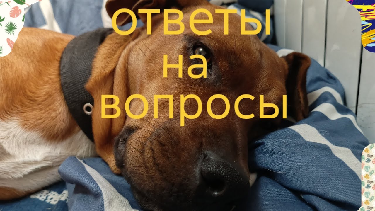 Ответы на ваши вопросы