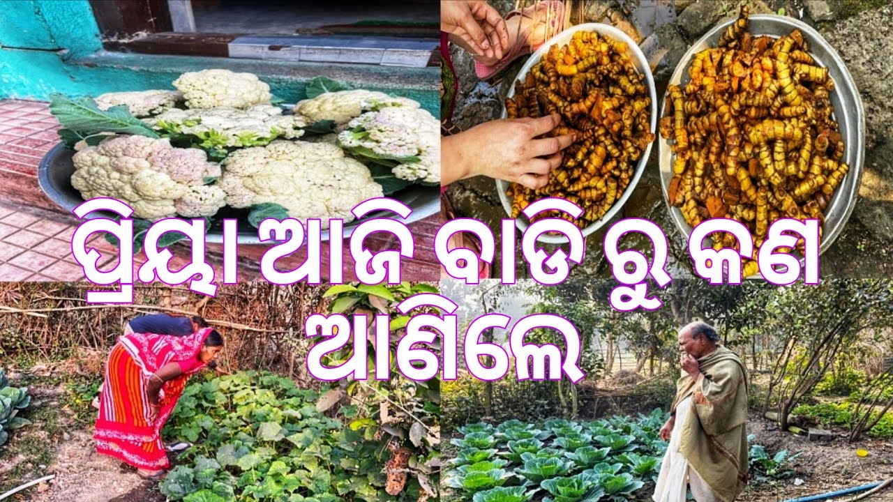 ପ୍ରିୟା ଆଜି ବାଡି ରୁ କଣ ଆଣିଲେ 