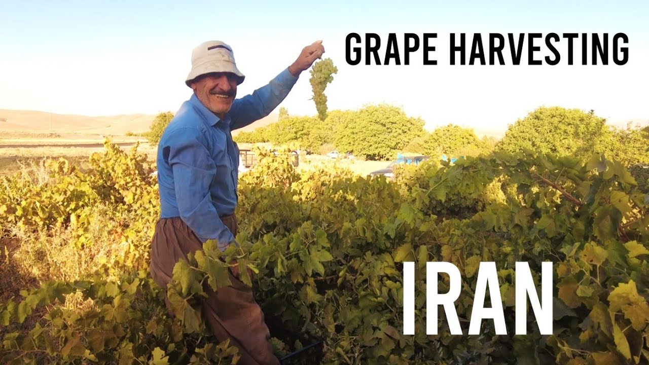 A Day to Harvest Grape and Village Life in Lorestan Province, Iran. 🇮🇷