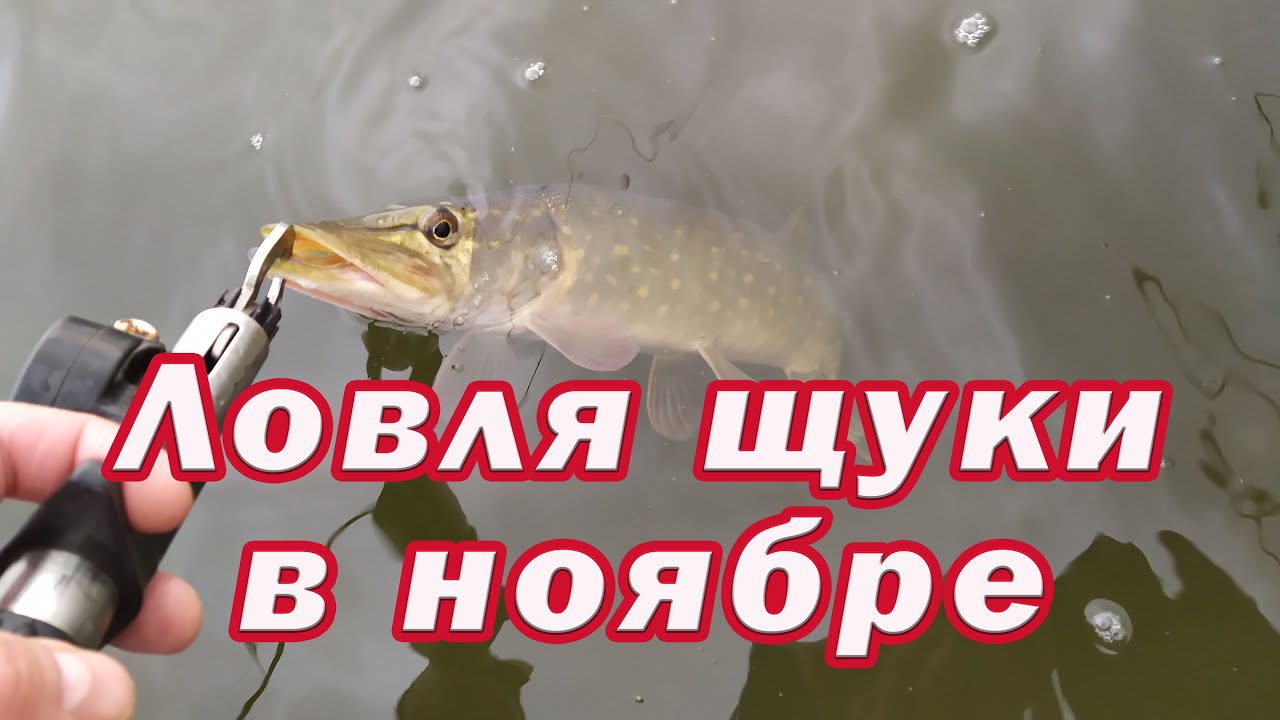 Ловля щуки в Ноябре. Рабочий метод ПОЙМАТЬ МНОГО ЩУКИ перед морозами!!