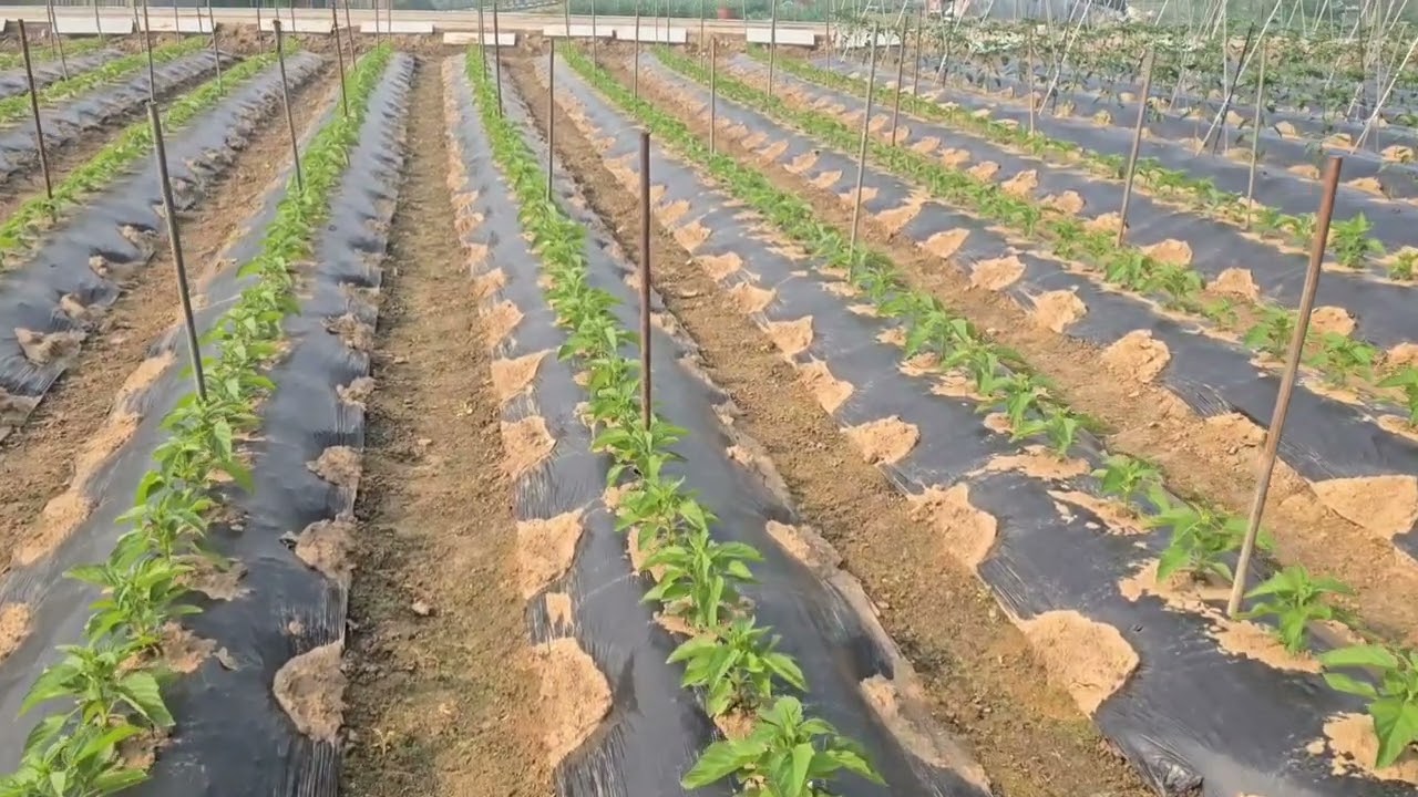 200평에서 3가마 먹은 참깨 밭