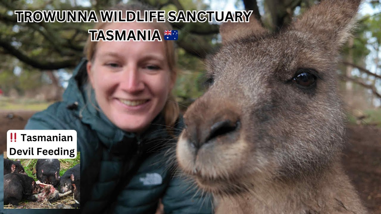 Trowunna Wildlife Santuary Tasmania 🇦🇺 | Tasmanian Devils Feeding | Things to do in Tasmania