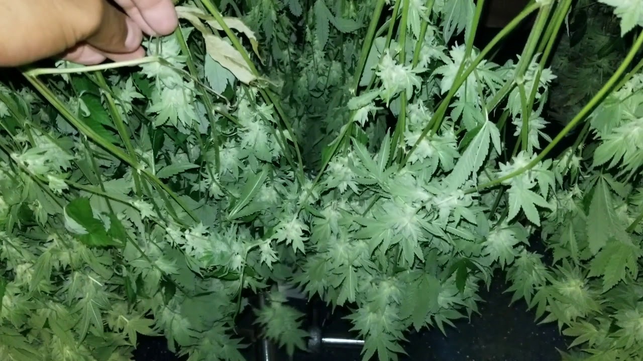 Gorilla Glue#4 & BTY OG *Day 61* Harvest time! CHOP!