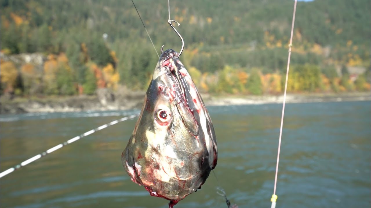 Fishing For The Biggest Fish In North America (Freshwater)