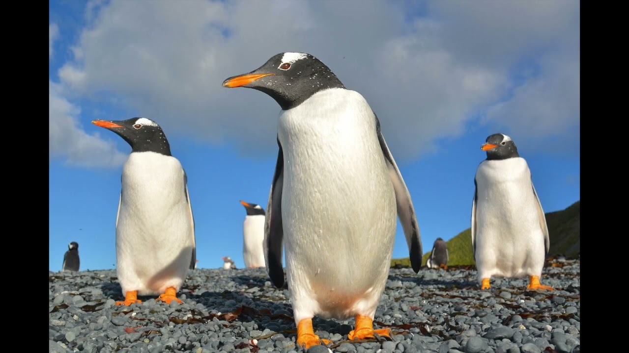 17 Species of Penguins