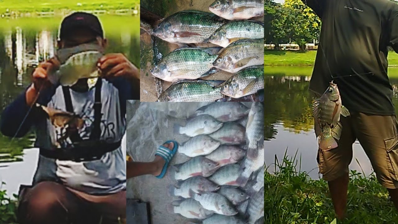 Mancing garong di sarang ikan nila babon full strike
