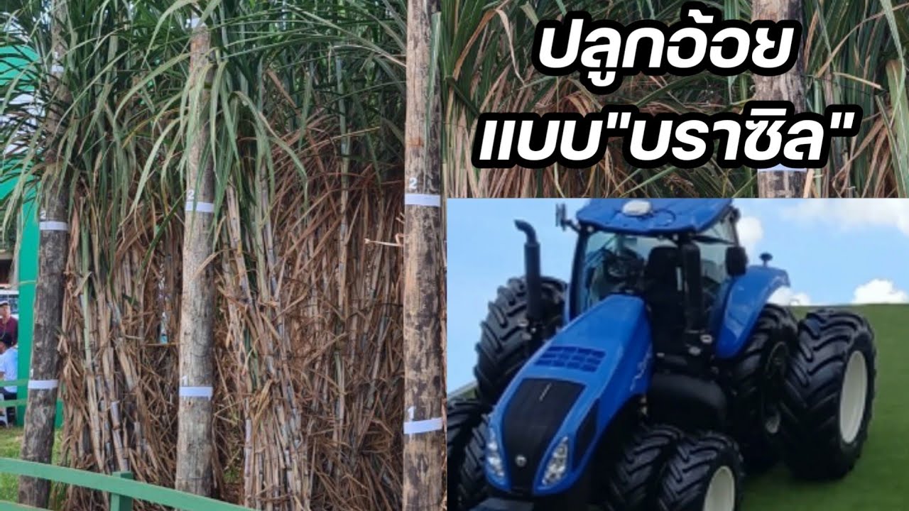 ปลูกอ้อยแบบบราซิล
