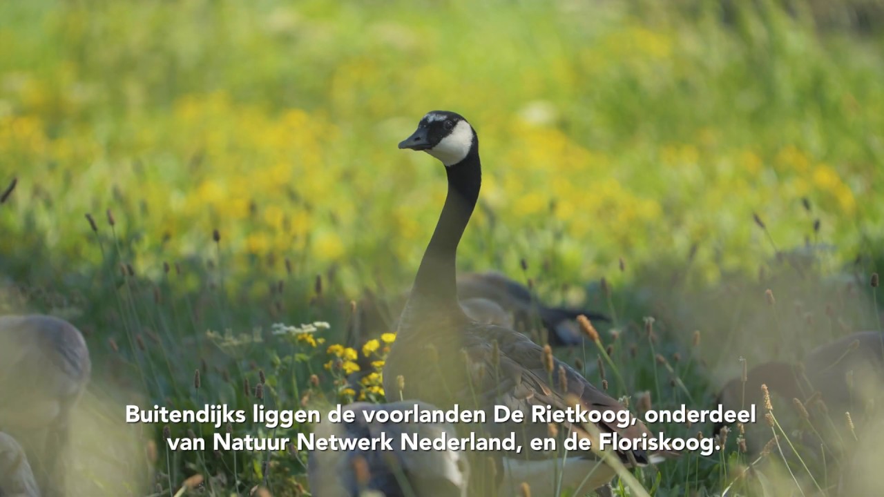 Versterking Markermeerdijken module 4 De Kogen