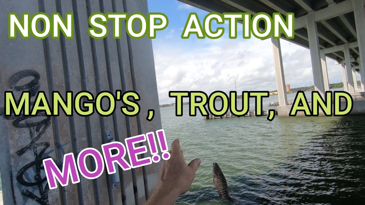 MANGO'S, TROUT, PUFFERS, AND MORE.  FISHING MELBOURNE  FLORIDA. WHAT A DAY.