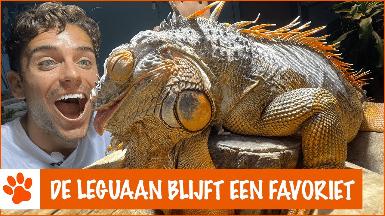 Wat maakt de leguaan zo bijzonder?! | DierenpraatTV