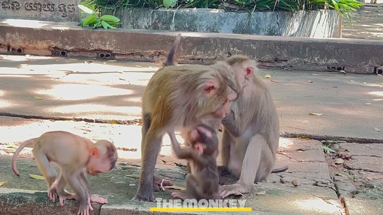 The caregiving Activities Of a Monkey Towards Her Young