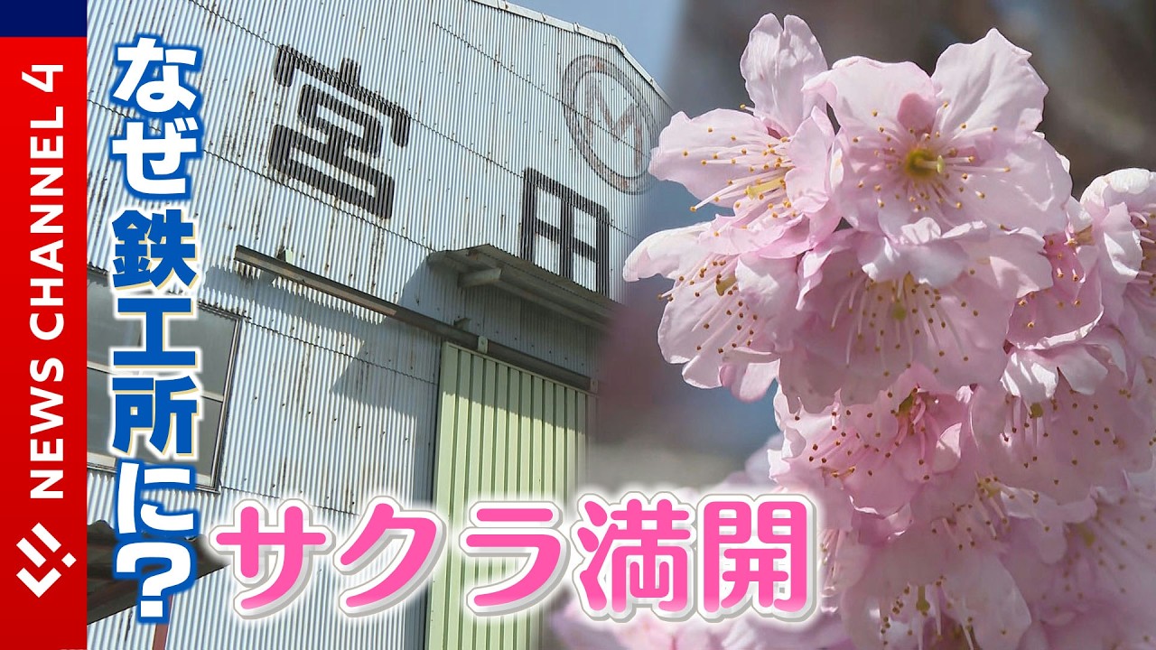【なぜ？】知る人ぞ知る！愛媛の鉄工所に早咲きのサクラ満開＜NEWS CH.4＞