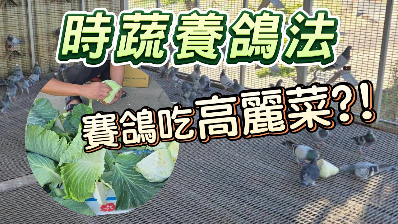 時蔬養鴿法  #邱銘德 #飼料 #強豪 #鴿刊 #種鴿 #海翔 #鴿子 #育種 #養鴿 #粉鳥 #上上鴿舍 #金利威國際鴿舍 #鴿舍