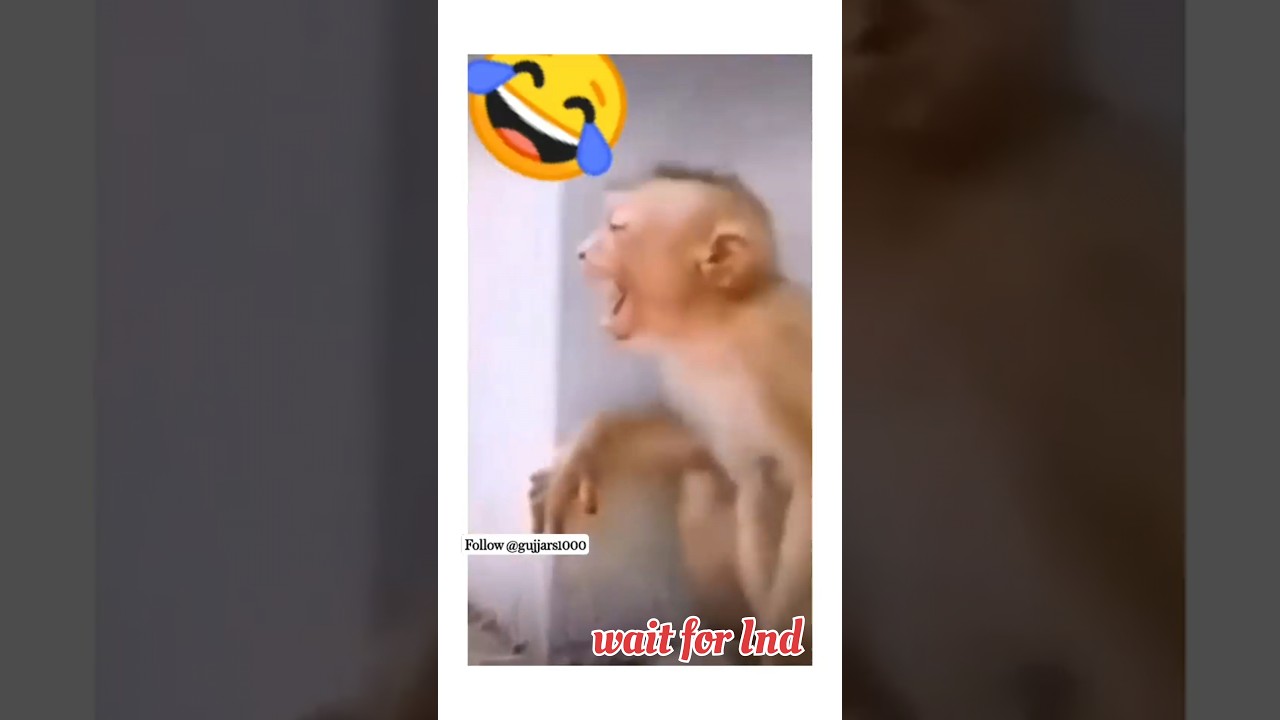 2023 New# short# funny #video# hasha #Hashi# New #funny #short video