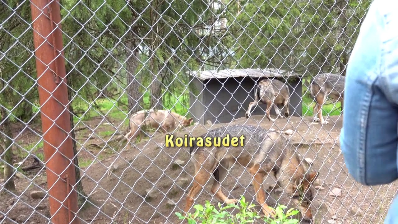 Kuusamon Suurpetokeskus 10 8 2019