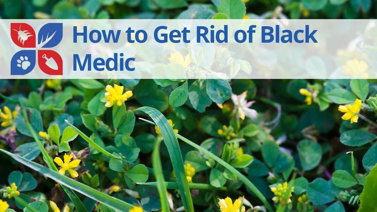 How to Get Rid of Black Medic | DoMyOwn.com