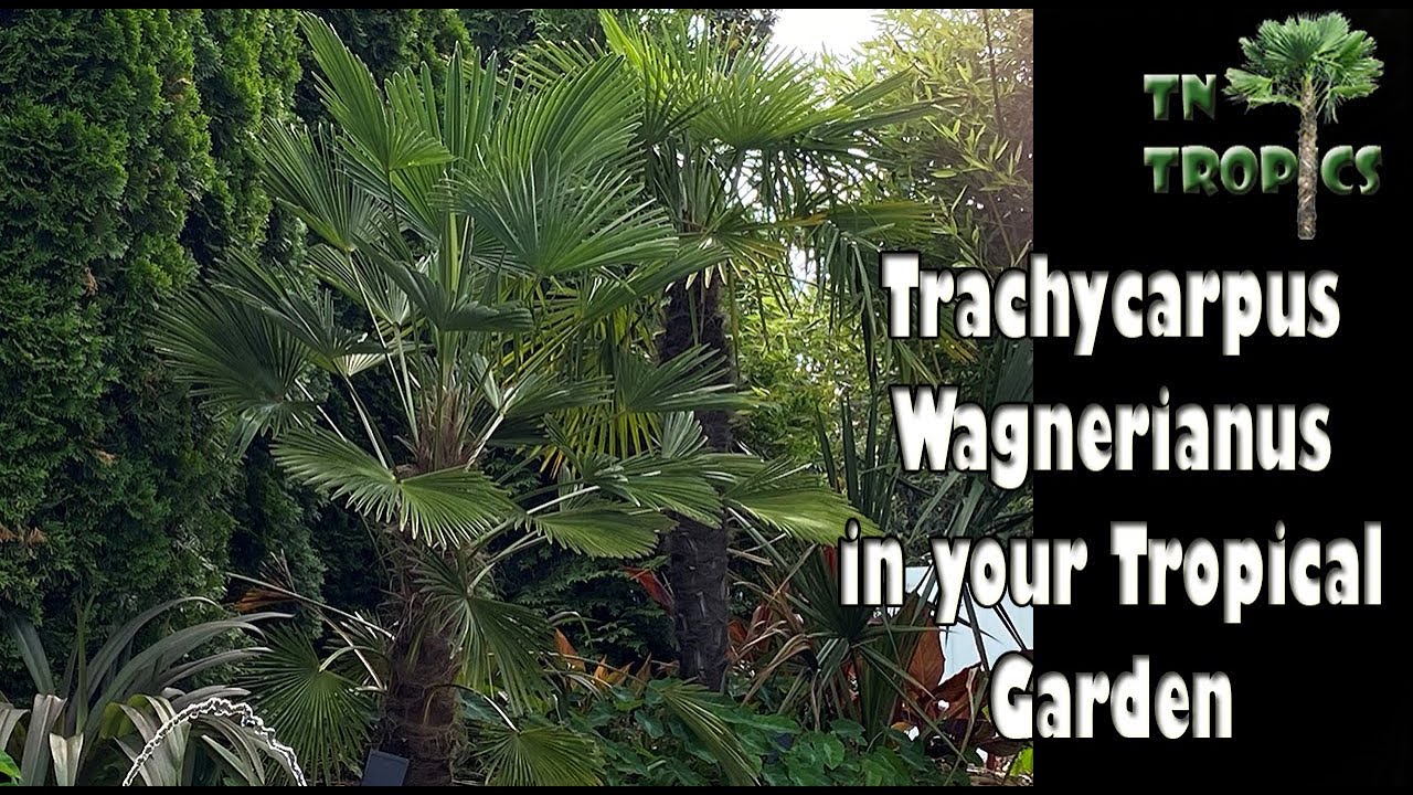 Trachycarpus Wagnerianus in your tropical garden