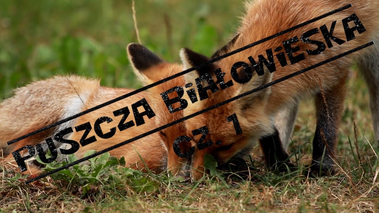 Puszcza Białowieska cz.1 - świat zwierząt i roślin