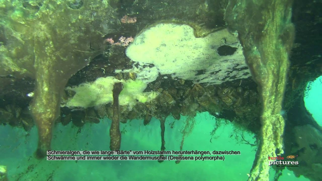 Tauchen im Rastatter Freizeitparadies, Folge 2