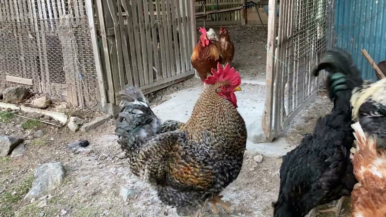 コケコッコーと鳴くのは男の子だけで、女の子は小さくココッと鳴く。