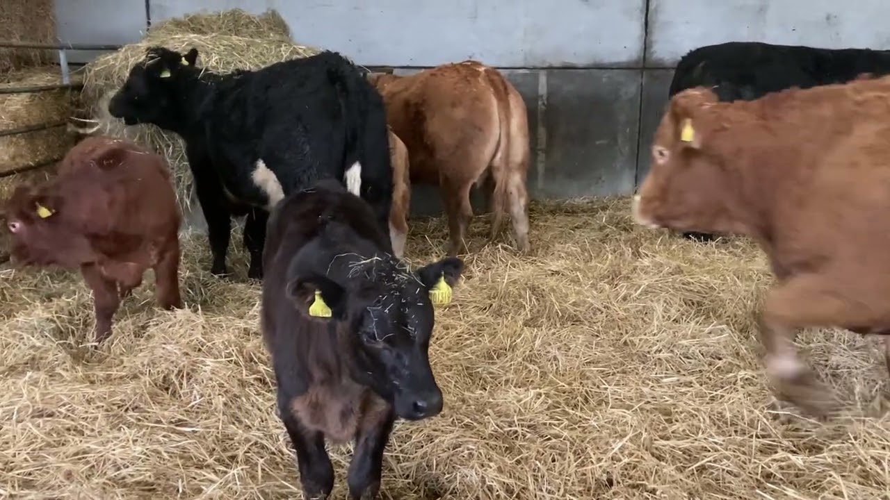 Morning in the Cow Shed