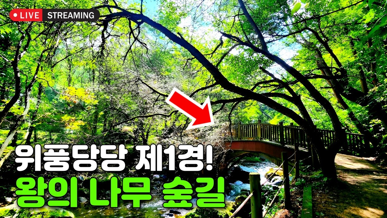 [라이브소통] 제1경! 왕의 나무 숲길과 숨겨진 환상의 전나무 숲길 | 대중교통 당일치기 여행