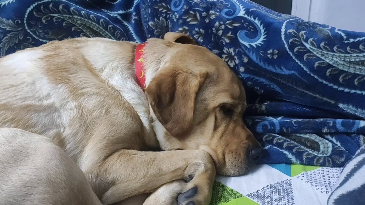 Labrador MILO doesn't want to go to his bed ll OP actor😂