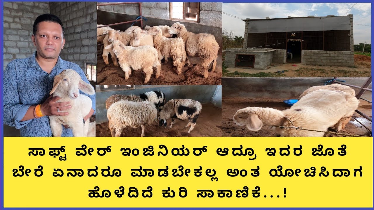 ಬಂಡೂರು ಕುರಿ ಸಾಕಾಣಿಕೆ,ಇವರ ಶೆಡ್ ನಲ್ಲಿ ಬಂಡೂರು ಕುರಿಗಳ ಜೊತೆಗೆ ನಾರಿ ಸುವರ್ಣ ಕೂಡ ಇದೆ